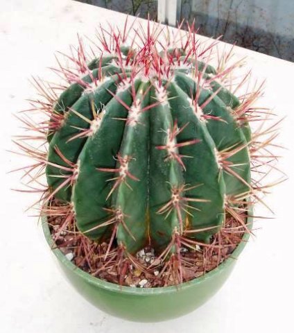 ferocactus_stainesii